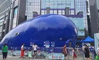 鲸鱼88吃瓜,揭秘娱乐圈吃瓜背后的真相与内幕