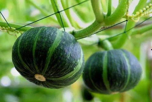 日本青藤吃瓜,揭秘神秘“吃瓜”文化背后的故事