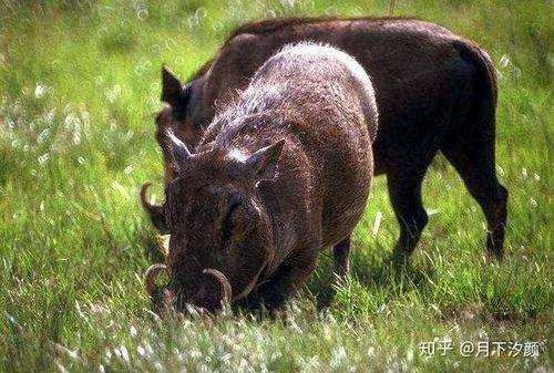 野猪吃瓜搞笑视频,欢乐瞬间引网友爆笑