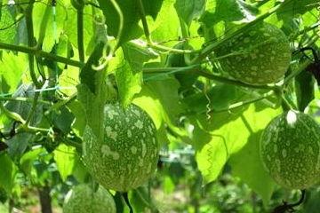 陈说美食吃吊瓜,探寻吊瓜的独特风味