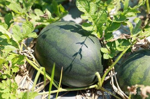 爱热闹的吃瓜,揭秘娱乐圈幕后风云