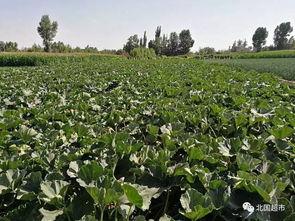 甘肃栏瓜怎么吃,甘肃栏瓜的多样食法探索