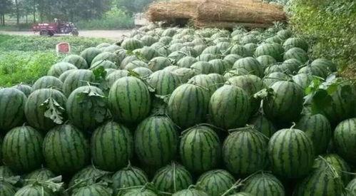 吃瓜大国西瓜产量,揭秘吃瓜大国西瓜产业的辉煌产量