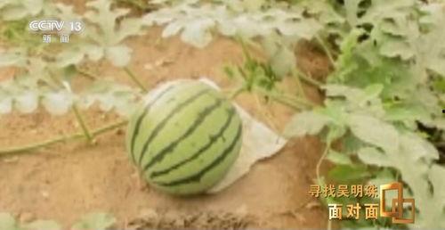 西藏吃瓜,探寻高原上的“吃瓜”文化