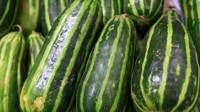 来事可以吃梢瓜,来事时节吃梢瓜,清凉一夏