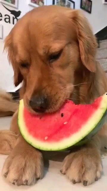 吃瓜的金毛,揭秘宠物界的趣味瞬间