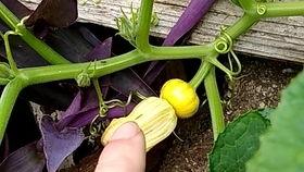 吃瓜花花,揭秘娱乐圈那些不为人知的幕后故事