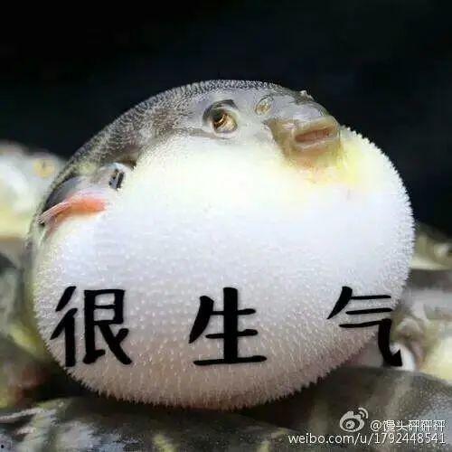 蜜瓜吃河豚吗,跨界美食的奇妙碰撞