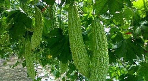 北理工吃瓜细节