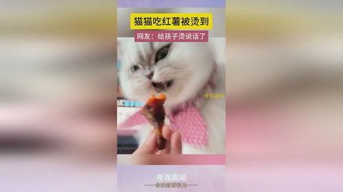 小猫可以吃土瓜不,探索土瓜的神秘魅力