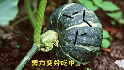 吃瓜真能吃的瓜,一场味蕾与文化的碰撞之旅