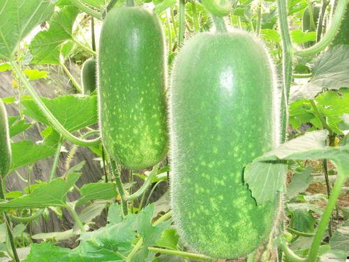 可以吃方瓜减肥吗?,探索方瓜的瘦身奥秘