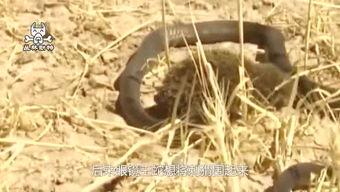 吃瓜蜥蜴,揭秘神秘生物的趣味生活