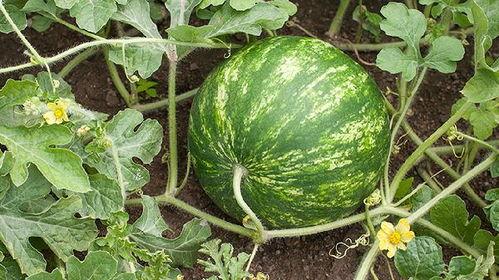 陕西吃瓜协会长