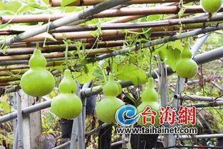 山东吃葫芦瓜吗,葫芦瓜的美食之旅