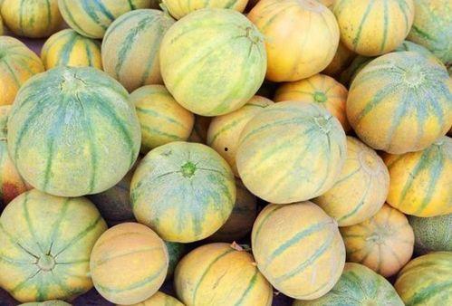 老汉瓜有瓜味吗怎么吃,老汉瓜的独特风味与美味食用指南