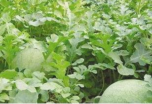 公羊吃小秧瓜为什么,公羊误食小秧瓜引发的奇妙事件