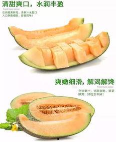 狗吃蜜瓜好吗,健康美味两不误？