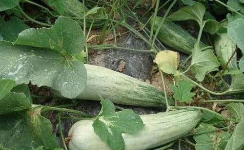 夏天吃酥瓜好吗,酥瓜美食推荐