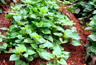 汾阳赵俊杰吃瓜,一场别开生面的乡村盛宴