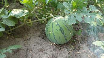 贵阳摩友圈吃瓜,吃瓜群众热议最新动态