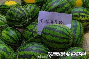 前排吃瓜是什么,揭秘娱乐圈幕后风云