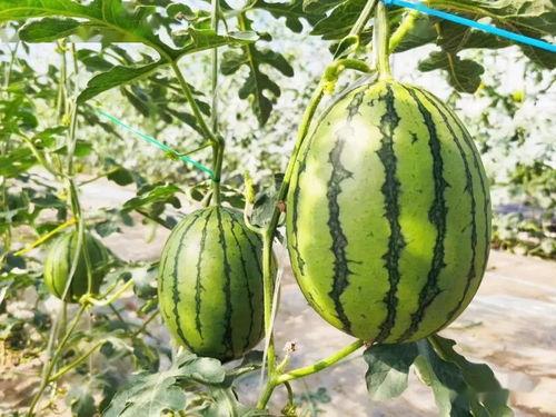 吃最甜的瓜视频大全,盘点全网最甜瓜视频大全